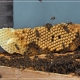 Biene beim Befüllen der Honigwabe