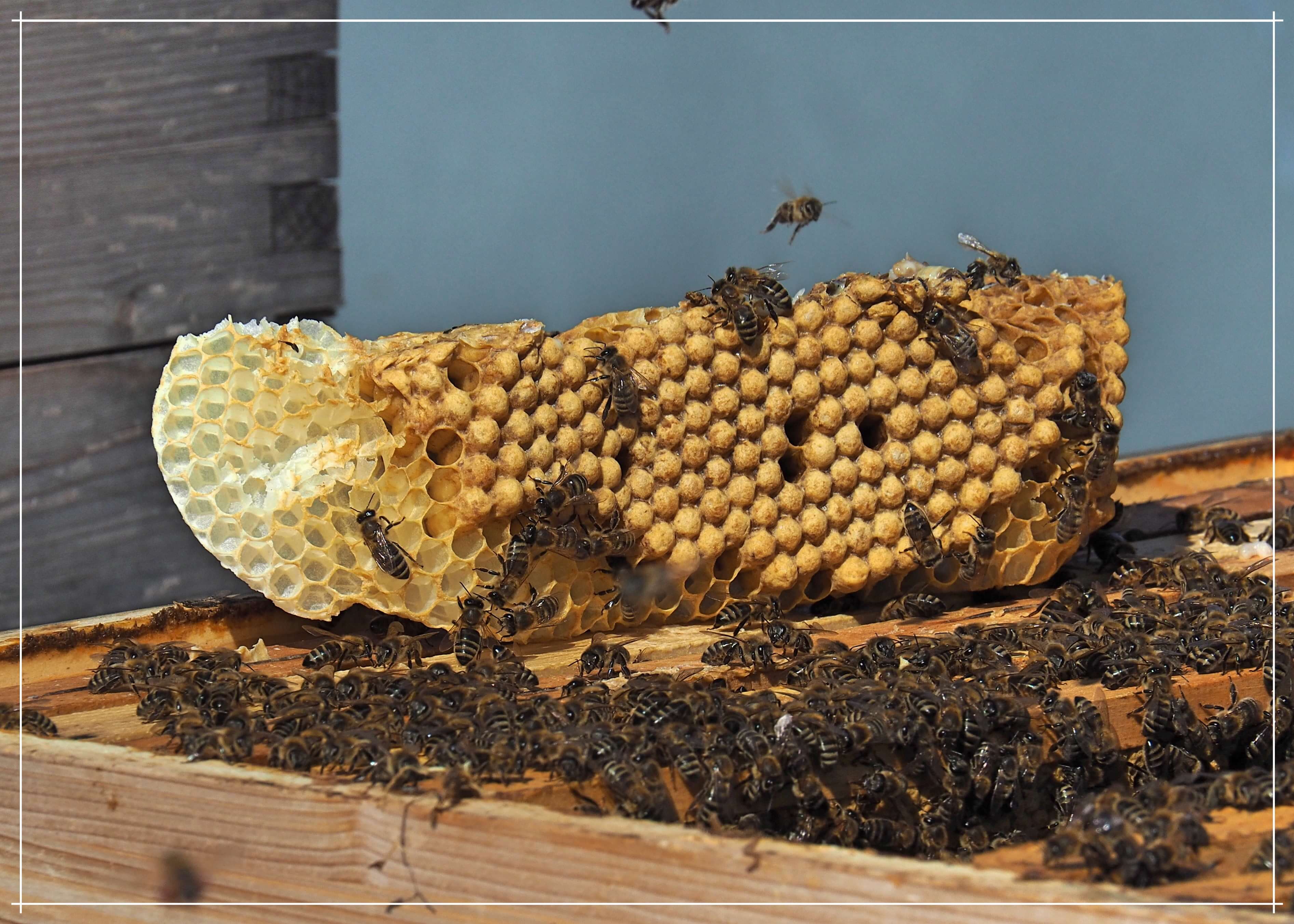 Biene beim Befüllen der Honigwabe