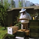 Imker Roland im bienenfreundlichen Garten