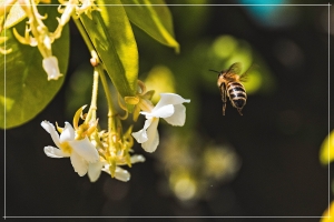 Je nach Zusammensetzung des Pflanzennektars den die Bienen ernten, variiert auch der Geschmack und das Aroma.